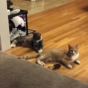 Meet your Posher, Stacia